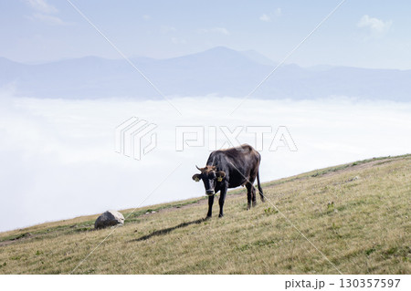 Brown cow standing on a grassy mountain slope above clouds under clear sky 130357597