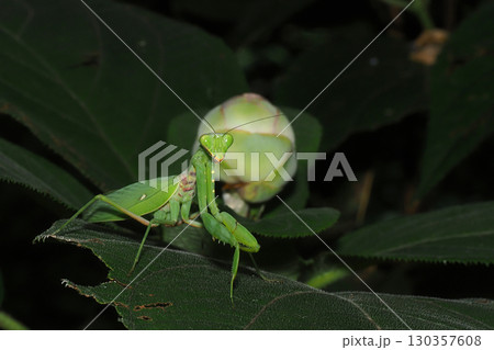 ハラビロカマキリ ハラビロカマキリ 130357608