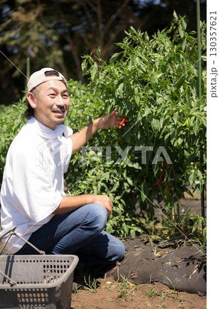 畑で野菜を収穫する愛でる男性 農家や農業で働くする人のイメージ 縦 畑で野菜を収穫する愛でる男性 農家や農業で働くする人のイメージ 縦 130357621