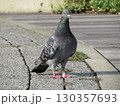 立ち止まる鳩 130357693