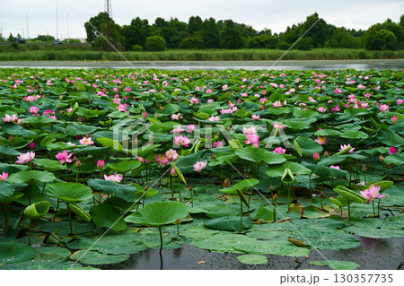 Blooming Lotus Komarov flowers with wide green leaves on a calm pond in Primorsky Krai, Russia, creating a peaceful summer nature scene. Blooming Lotus Komarov flowers with wide green leaves on a calm pond in Primorsky Krai, Russia, creating a peaceful summer nature scene. 130357735