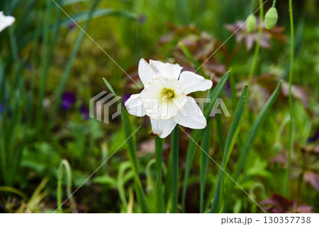 Close up of a white daffodil flower in full bloom with delicate petals and a soft green center, growing in a spring garden among fresh green leaves. Close up of a white daffodil flower in full bloom with delicate petals and a soft green center, growing in a spring garden among fresh green leaves. 130357738
