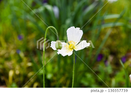 Close up of a delicate white poppy flower blooming in a spring meadow, with yellow stamens and green bud, photographed in Primorsky Krai, Far East Russia. 130357739