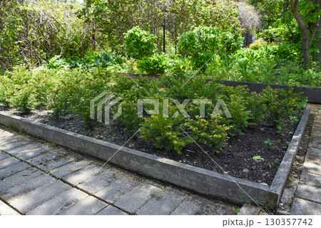 Small conifer shrubs growing in a raised garden bed with stone paths around, surrounded by lush green plants and trees in a sunny outdoor garden. 130357742