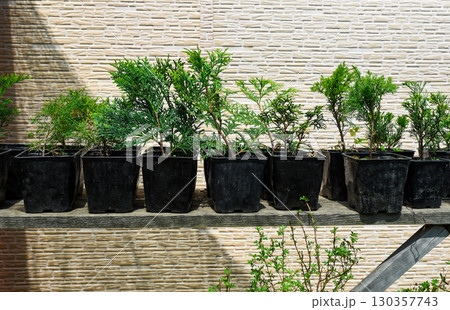 Row of young conifer seedlings growing in black plastic pots on a wooden shelf outdoors, with a beige stone textured wall in the background. 130357743