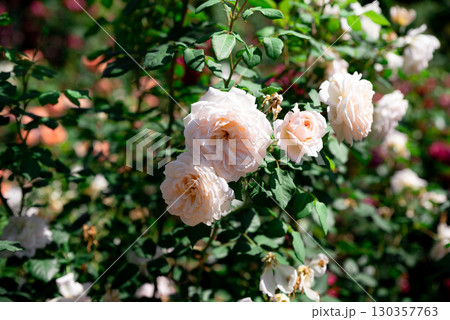 Cluster of William Morris English roses in close view, apricot pink rosettes with glossy leaves, exuding romantic charm and timeless elegance. Cluster of William Morris English roses in close view, apricot pink rosettes with glossy leaves, exuding romantic charm and timeless elegance. 130357763