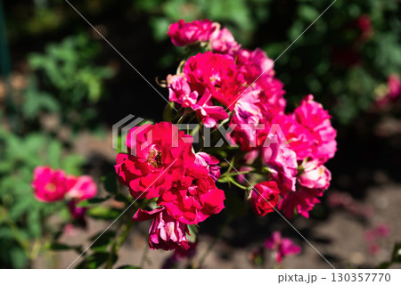 Cluster of Adelaide Hoodless roses blooming closely together, vivid pink blossoms with delicate petals, ornamental flowers in lush summer garden. 130357770