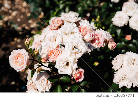 Floribunda rose Carcassonne blooms in clusters of apricot pink on sunny summer day, lush glossy foliage, Danish garden charm. Floribunda rose Carcassonne blooms in clusters of apricot pink on sunny summer day, lush glossy foliage, Danish garden charm. 130357771