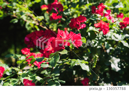 Close-up of blooming Robusta roses from the Hybrid Rugosa group with bright red petals in a summer garden, vibrant flowers in natural light. 130357788
