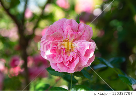 Close up of a pink Camelot rose large flowered climber variety in full bloom with soft petals and yellow center against a natural garden background. Close up of a pink Camelot rose large flowered climber variety in full bloom with soft petals and yellow center against a natural garden background. 130357797