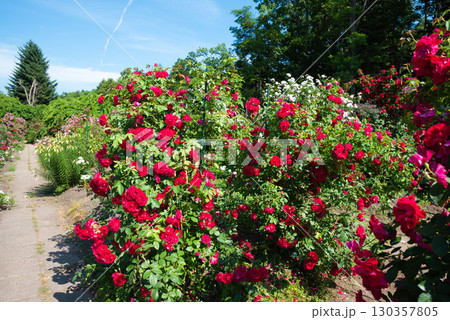 Large bush of blooming Flammentanz Roses from the Large Flowered Climber group with vibrant red petals against blue sky in a summer garden. 130357805