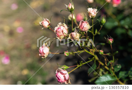 Soft pink Allure Winter Jewel Floribunda roses bloom in harmony, showing their gentle charm and fragile elegance against green leaves. 130357810