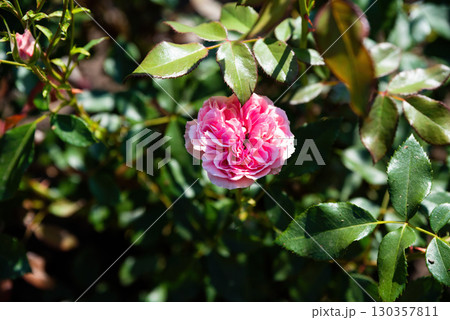 Single Allure Winter Jewel Floribunda rose in tender pink shade with layered petals, symbolizing grace and softness in a peaceful garden. 130357811