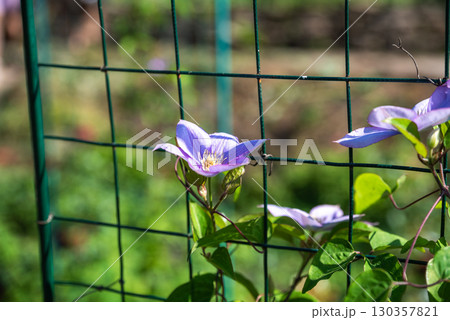 Clematis flower in full bloom growing along a wire fence under summer sun, with soft focus background and vibrant green garden foliage. 130357821