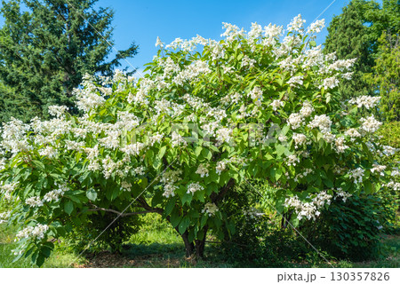 Blooming Hydrangea paniculata shrub with abundant white flower clusters and green foliage in a sunny summer garden landscape. 130357826