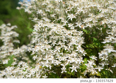 Clematis hexapetala shrub blossoms with clusters of white six-petaled flowers set against arching green foliage in a serene garden setting Clematis hexapetala shrub blossoms with clusters of white six-petaled flowers set against arching green foliage in a serene garden setting 130357829