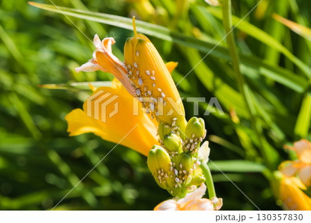 Close up of yellow daylily flower buds infested with white aphids in a summer garden, showing plant pest damage and macro details of the insects. 130357830
