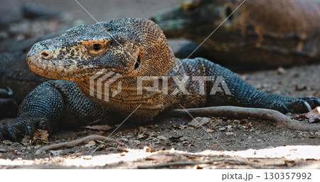 Large Komodo dragon (Varanus Komodoensis) resting on the ground in Komodo National Park, Rinca Island, Indonesia, showcasing its scaly skin and powerful claws 130357992