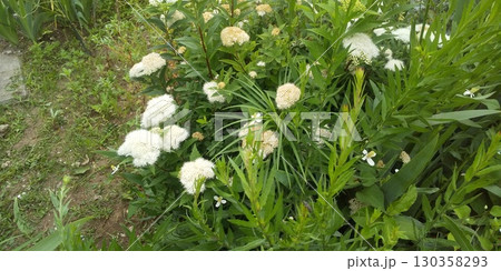 シモツケの白い花 130358293