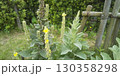 ラムズイアの黄色い花 130358298