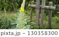 ラムズイアの黄色い花 130358300