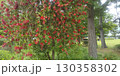 こじま公園の花畑ののブラシノキの赤い花 130358302