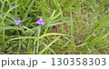 野辺に咲くきれいな青い花はツユクサの花 130358303
