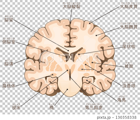 大腦額葉橫切面 大腦額葉橫切面 130358338