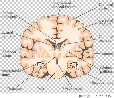 大脳の前頭断面 Cross section of the frontal cerebrum 130358339