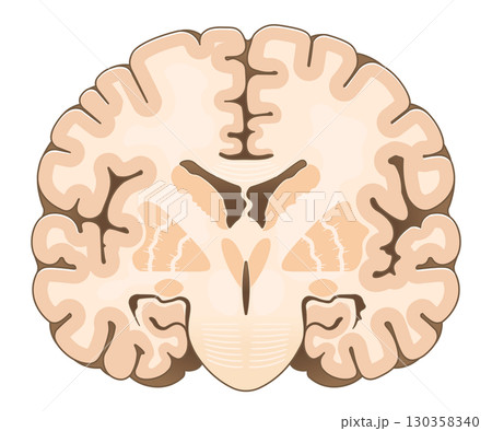 大脳の前頭断面 Cross section of the frontal cerebrum 大脳の前頭断面 Cross section of the frontal cerebrum 130358340