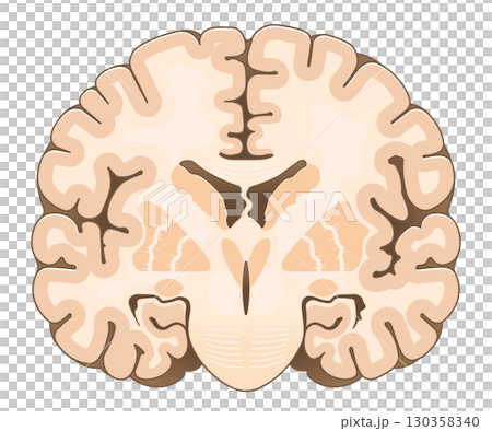 大脳の前頭断面 Cross section of the frontal cerebrum 大脳の前頭断面 Cross section of the frontal cerebrum 130358340