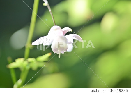 レンゲショウマの花クローズアップ 130359286