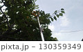 25年の梅の収穫 130359349