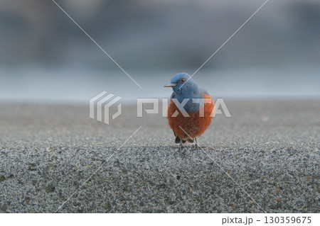 海岸で綺麗な青い鳥を見た、顔を横に向けてこちらを見るイソヒヨドリ（右寄せ） 130359675