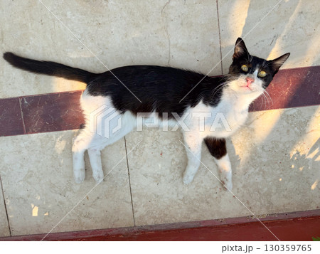 Black and white cat lying on the floor in the sunlight near a hotel. Rest, leisure, and animal presence in a vacation environment. 130359765