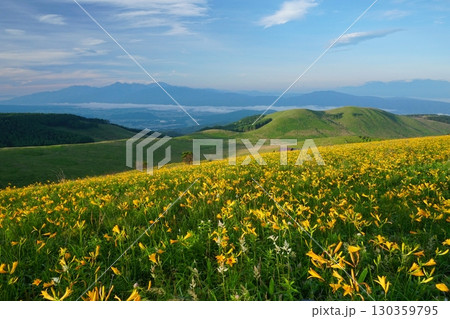 南アルプスを背景にニッコウキスゲの花に埋め尽くされた霧ヶ峰高原富士見台からの風景　Ver2 130359795