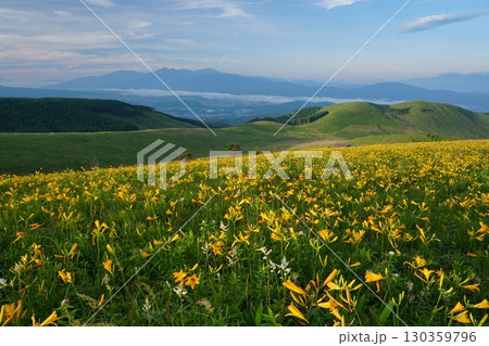 南アルプスを背景にニッコウキスゲの花に埋め尽くされた霧ヶ峰高原富士見台からの風景　Ver1 130359796