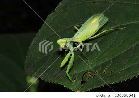ハラビロカマキリ ハラビロカマキリ 130359941