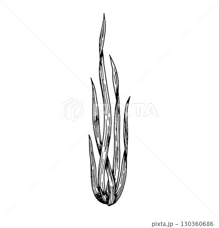 Hand drawn vector illustration of grass-like herbal leaves or seaweed in engraving style, perfect for botanical design, herbal medicine labels, natural cosmetics, eco packaging, apothecary prints. 130360686