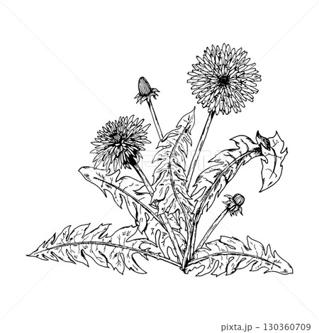 Hand drawn vector illustration of dandelion flowers and buds in engraving style. Perfect for herbal tea labels, botanical branding, apothecary design, organic cosmetics, eco packaging and prints. 130360709