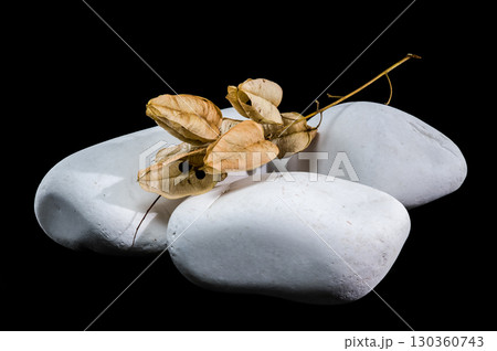 Delicate Dried Pods on Smooth White Stones 130360743