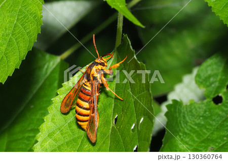 コシアカスカシバ 130360764