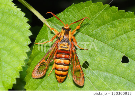 コシアカスカシバ 130360913