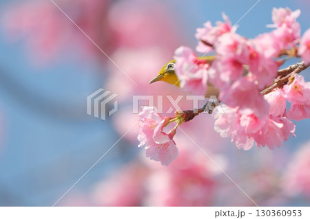桜の花(寒緋桜?)の影から顔を覗かせるメジロ 桜の花(寒緋桜?)の影から顔を覗かせるメジロ 130360953