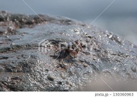時々波が洗う岩の上の蟹、ハサミを使って岩についた何かを食べる 時々波が洗う岩の上の蟹、ハサミを使って岩についた何かを食べる 130360963