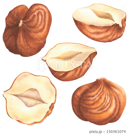 Peeled whole and split in half hazelnut kernels. Hand drawn watercolor illustration of forest nuts on isolated background. Set of filbert nuts perfect for label, logo, packaging design. Healthy food. 130361074