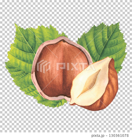 Broken hazelnut with green leaves. Hand drawn watercolor illustration of forest filbert nut on isolated background. Botanical drawing for labels, logos, packaging design, cards. Vegan concept. Broken hazelnut with green leaves. Hand drawn watercolor illustration of forest filbert nut on isolated background. Botanical drawing for labels, logos, packaging design, cards. Vegan concept. 130361078