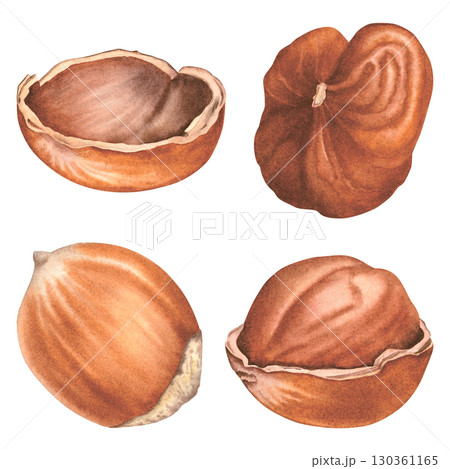 Peeled hazelnut cores and shells. Hand drawn watercolor set of broken and whole forest nuts against an isolated background. Illustration of filbert nuts perfect for label, logo, packaging design. 130361165