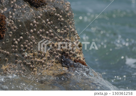 【磯の観察】波が洗う岩に張り付く生き物、フジツボ 【磯の観察】波が洗う岩に張り付く生き物、フジツボ 130361258