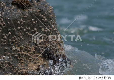 【磯の観察】波が洗う岩に張り付く生き物、フジツボ 130361259